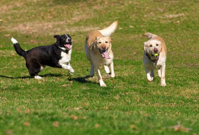 Sagra di Riozzo: inaugurazione nuova Area Cani